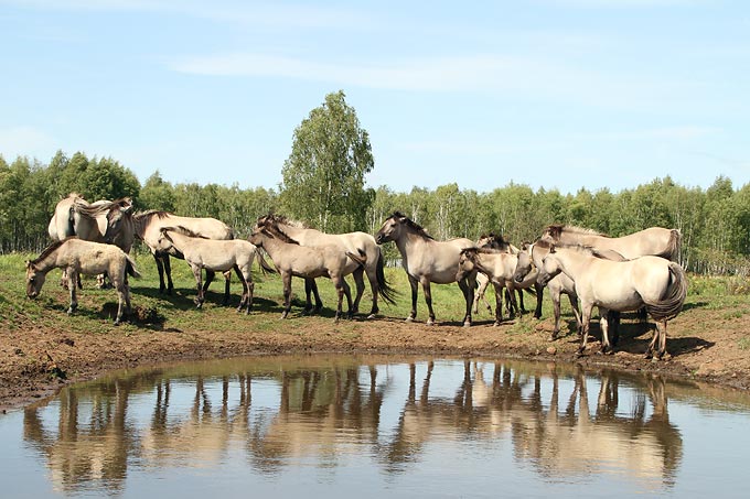 Die Konik-Pferde im Beweidungsprojekt Oranienbaumer Heide werden sehr naturnah gehalten. - Foto: Claudia Walter