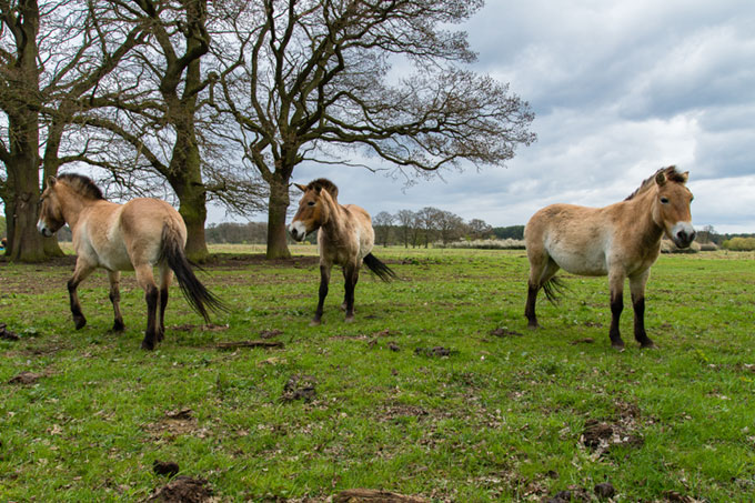 Pferde in der Hornbosteler Hutweide - Foto: Arne von Brill