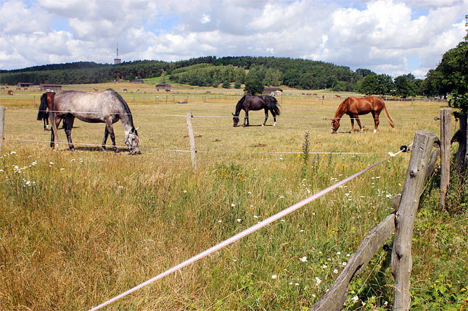 Pferde auf der Sommerweide - Foto: Helge May