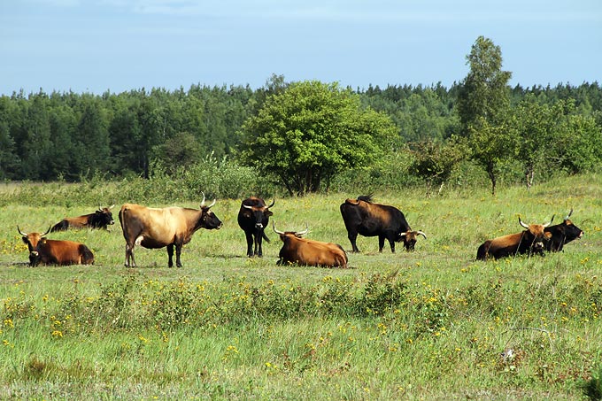 In der Oranienbaumer Heide werden auch Rinder gehalten. - Foto: Claudia Walter