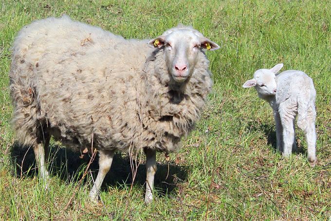 Schafe an Deich