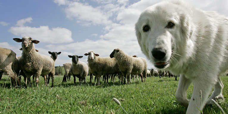 Herdenschutzhund in der Schafherde - Foto: Klemens Karkow