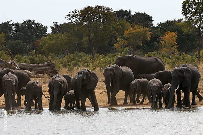 Elefantenherden bestehen meist aus miteinander verwandten Weibchen - Foto: Colin Bell