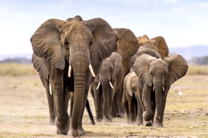 Elefantenherden werden meist von einer erfahrenen Leitkuh angeführt. - Foto: M. Kendrick