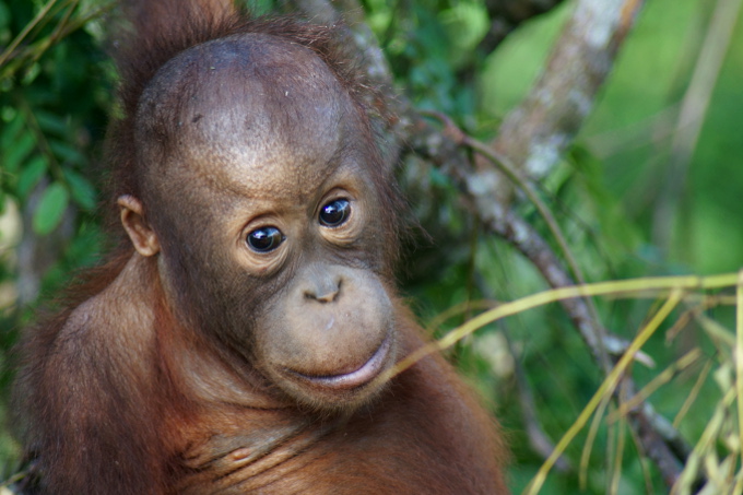 Borneo-Urang-Utan - Foto: NABU/Tom Kirschey