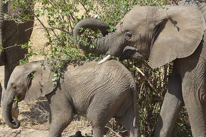 Elefanten-Projekt im Schulunterricht