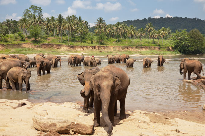 Elefanten in Sri Lanka - Foto: Adobe Stock/Galyna Andrushko