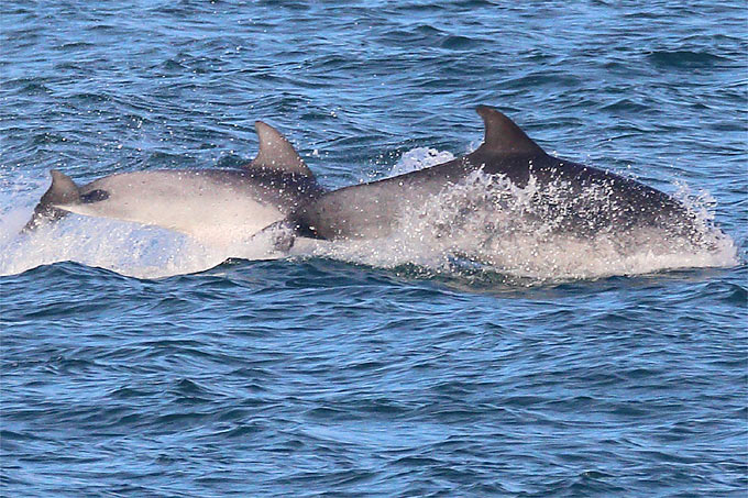 Delfine sind zum Beispiel mit Thunfischen assoziiert, das heißt sie wandern gemeinsam mit ihnen. Und landen zu häufig als Beifang in den Netzen. - Foto: Frank Derer
