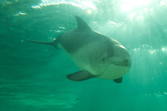Schweinswal unter Wasser.