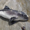 Toter Schweinswal auf Sylt - Foto: Sven Koschinski