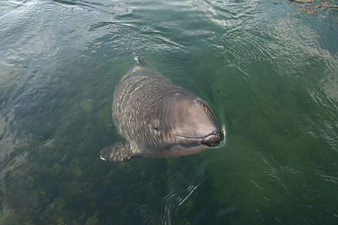 Deutschlands einziger heimischer Wal, der Schweinswal. Foto: Sven Koschinski
