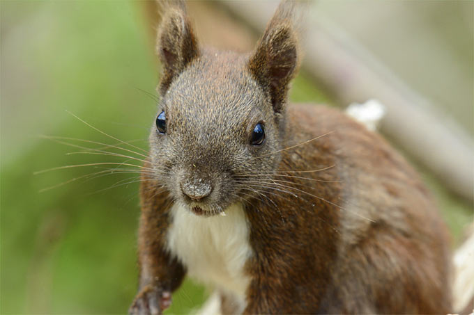Eichhörnchen im Fellwechsel - Foto: Peter Vogel