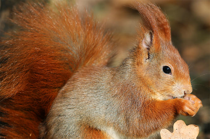 Ein Porträt des Eichhörnchens 
