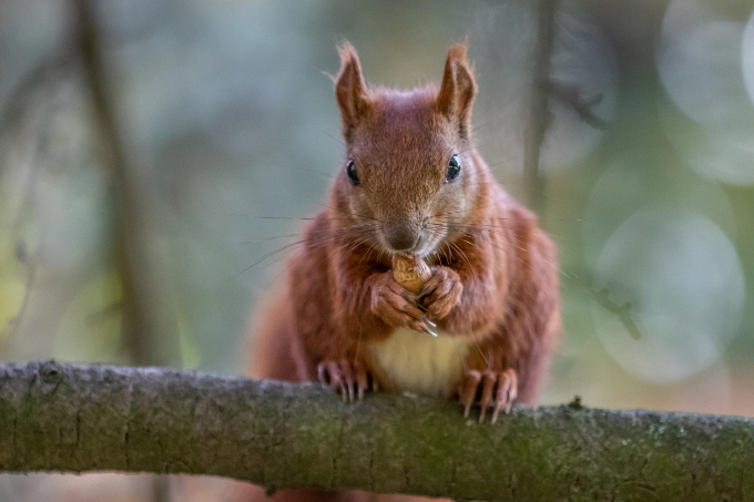 Eichhörnchen - Foto: Marc Scharping