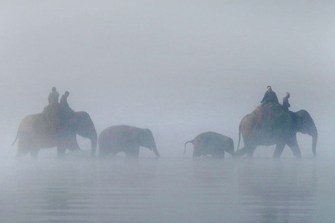 Elefanten im Chitwan National Park, Nepal - Foto: Stefanie Gendera
