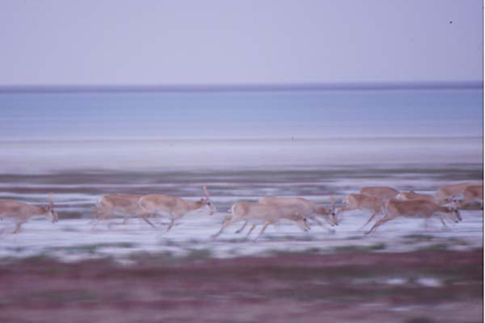 Saiga-Herde - Foto: Lars Lachmann