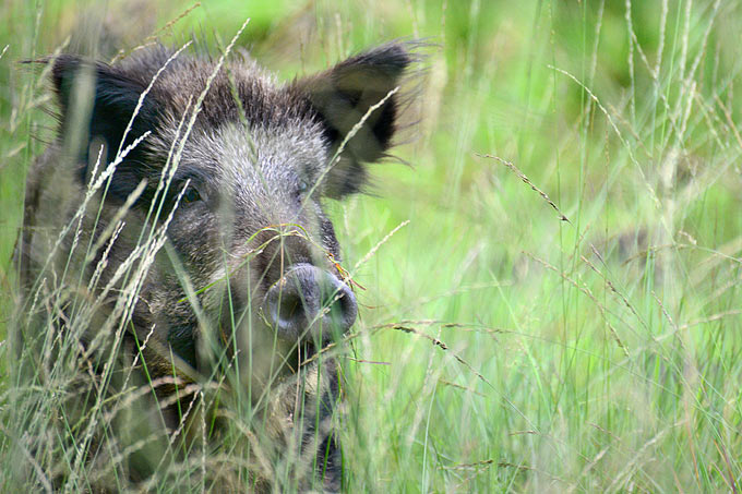 Wildschwein - Foto: Susanne Wurm/www.naturgucker.de