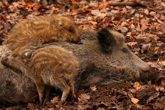 Wildschwein mit Jungen - Foto: NABU / Carsten Pusch