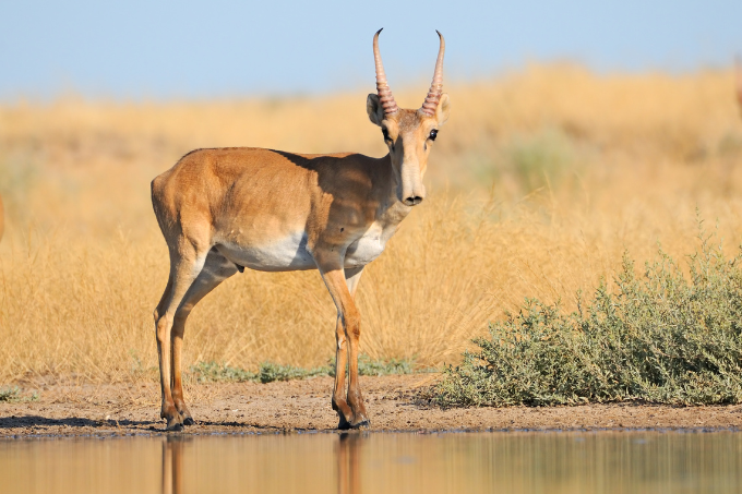 Eine männliche Saiga-Antilope an einer Wasserstelle. - Foto: Victor Tyakht/ stock.adobe.com