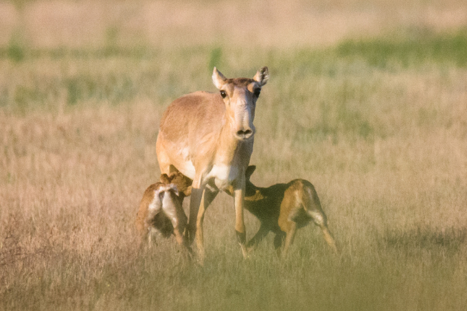 Eine Saiga-Antilope mit ihrem Nachwuchs. - Foto: Nikolay Denisov/ stock.adobe.com