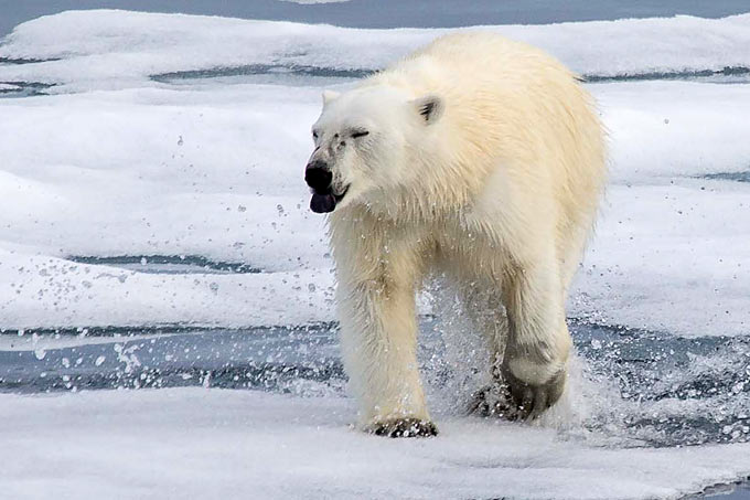 Auch Dieselruß zerstört den Lebensraum des Eisbären. - Foto: Smudge 9000 (CC-BY-SA-2.0)