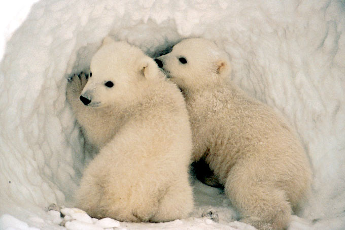 Junge Eisbären - Foto: US Fish and Wildlife Service