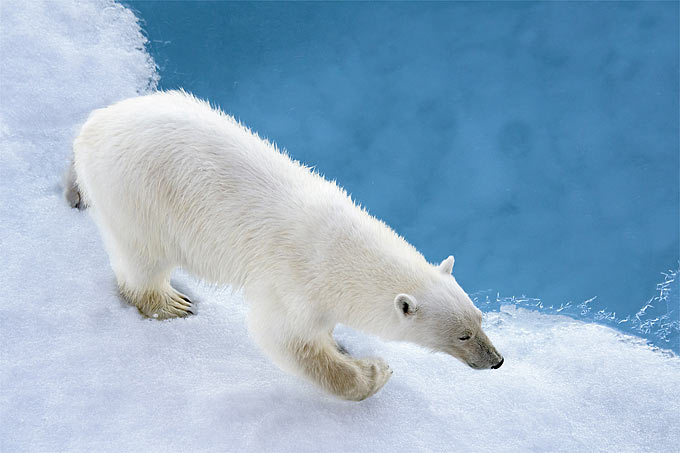 Eisbären sind nicht nur vom Klimawandel bedroht, sondern auch durch Bejagung. - Foto: Christopher Michel