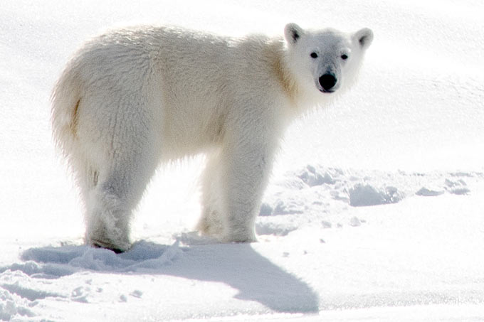 Derzeit werden jedes Jahr zwischen 800 und 1000 Eisbären erlegt - Foto: Christopher Michel/@ChrisMichel
