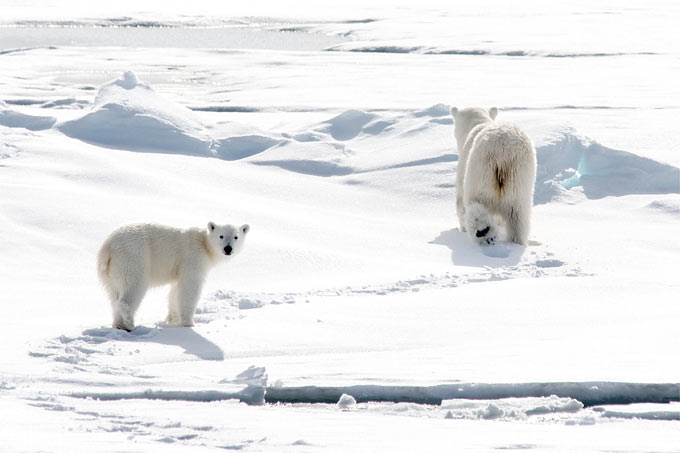 Eisbären - Foto: Christopher Michel/@ChrisMichel