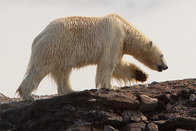 Eisbär ohne Eis - Foto: NABU/Christoph Kasulke