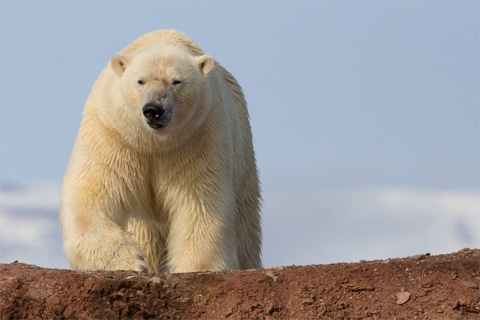 Eisbär auf Spitzbergen - Foto: NABU/Christoph Kasulke
