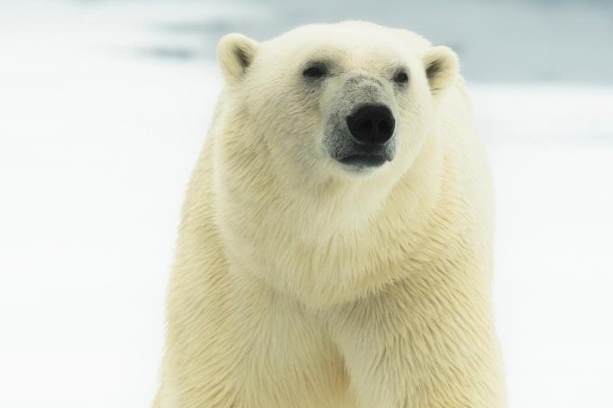 Eisbären sind durch Abschuss stark bedroht. Foto: Ole Liodden