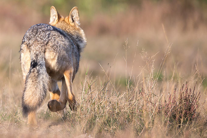 Wildlebender Wolf  - Foto: Jürgen Borris
