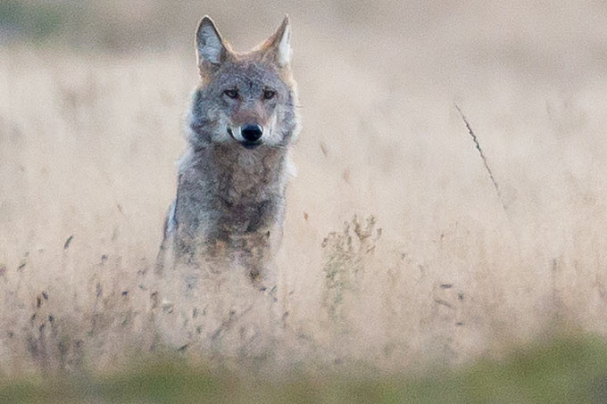 Freilebender Wolf - Foto: Jürgen Borris