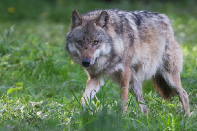 Seit über 15 Jahren gibt es wieder freilebende Wölfe in Deutschland. - Foto: Wolfgang Ewert