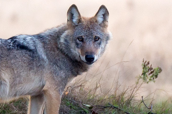 Wolf - Foto: Jürgen Borris