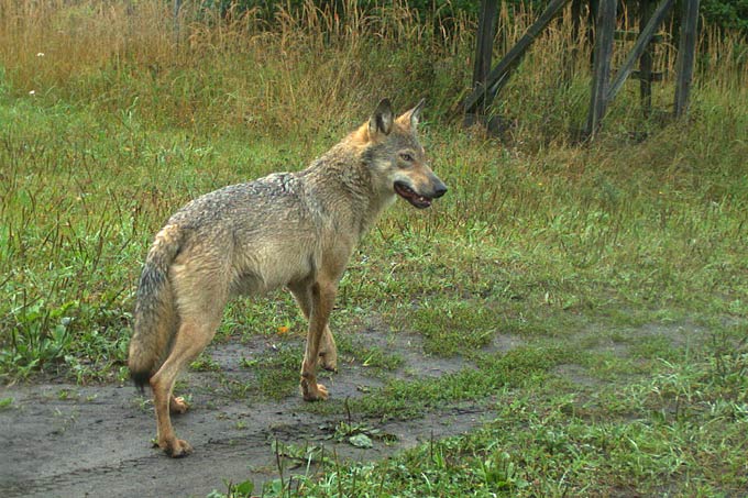 Gottseidank quicklebendig: Wolf im NABU-Naturparadies Grünhaus (Niederlausitz) - Foto: Constanze Eiser