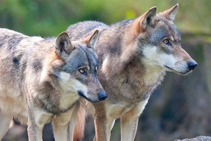Mittlerweile leben 60 Wolfsrudel und 13 Paare in Deutschlands Wäldern. - Foto: Christoph Bosch