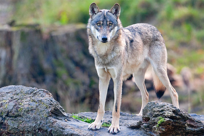 Wolf - Foto: Christoph Bosch