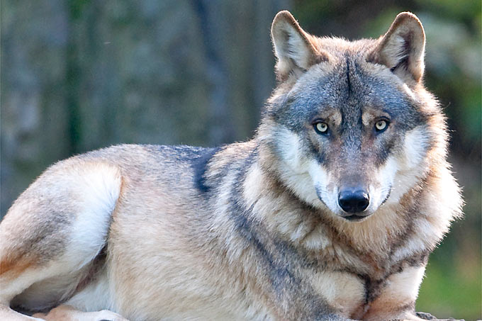 Wolf - Foto: Christoph Bosch