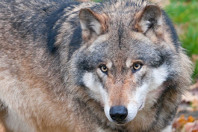 Es gibt keine Hinweise darauf, dass der betreffende Wolfsrüde eine akute Gefahr für den Menschen darstellt. Trotzdem wurde die Abschussfreigabe erteilt. - Foto: Christoph Bosch