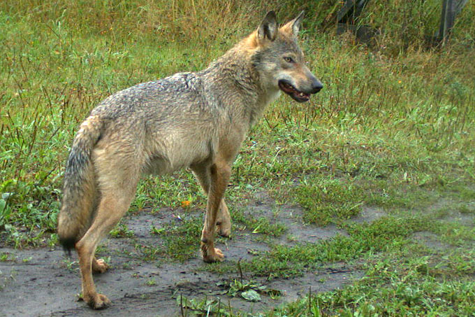 Wolf im NABU-Naturparadies Grünhaus - Foto: Constanze Eiser/LUGV Brandenburg
