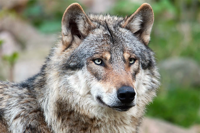 Die Tötung eines Wolfes ist beim Herdenschutz nicht zielführend. - Foto: Christoph Bosch