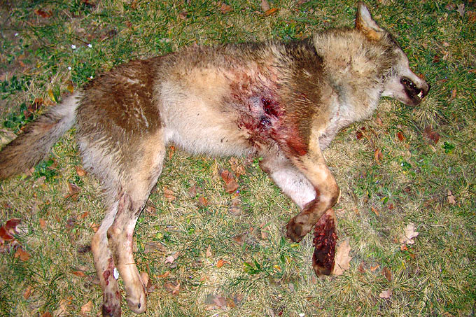 Erschossener Wolf (Archivbild von einem Fall aus dem Jahr 2007) - Foto: Klaus Bullerjahn