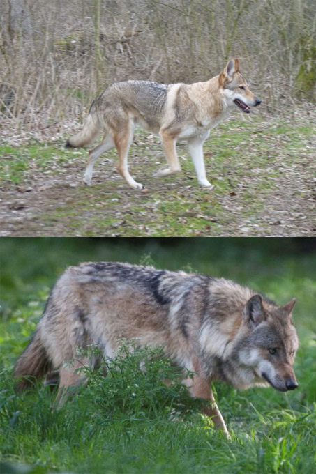 Ein Wolfshund (oben) sieht einem Wolf (unten) täuschend ähnlich - Fotos: Jan Preller, Wolfgang Ebert