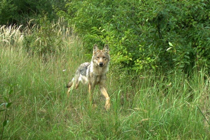 Junger Wolf im Naturparadies Grünhaus - Foto LUGV/ Constanze Eiser
