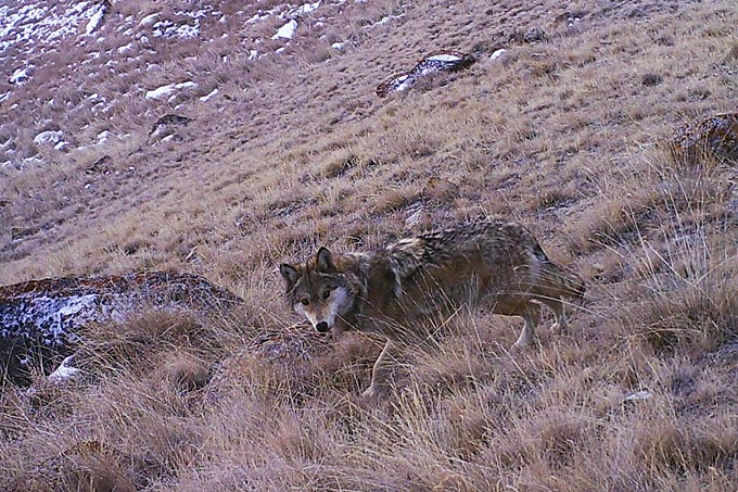 Wolf in Fotofalle (Kirgistan) - Foto: NABU