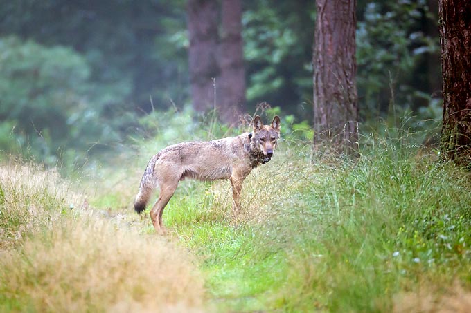 Wolf MT6 mit Senderhalsband - Foto: Jürgen Borris