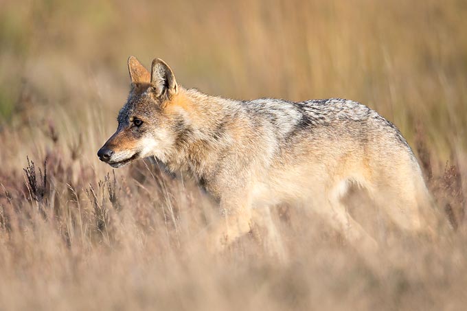 Die Wolfspopulation in Deutschland wächst. - Foto: Jürgen Borris