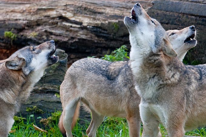 Nur sehr vereinzelte Wölfe verhalten sich auffällig.  - Foto: Christoph Bosch
